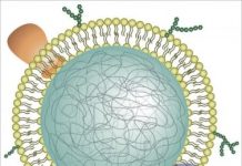 Tech: Neutrophil nanosponges soak up proteins that promote rheumatoid arthritis — (Report)