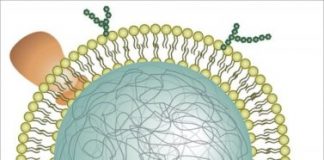 Tech: Neutrophil nanosponges soak up proteins that promote rheumatoid arthritis — (Report)