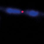 Study: Biophysics: Self-centered (Details)