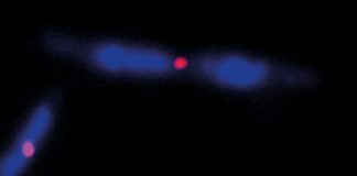 Study: Biophysics: Self-centered (Details)