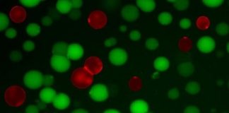 Study: Artificial cells are tiny bacteria fighters — (Details)