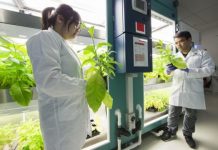 Research: Blue-green algae promises to help boost food crop yields —