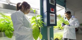 Research: Blue-green algae promises to help boost food crop yields —