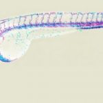 Study: Like a zipper — how cells form new blood vessels — (Details)