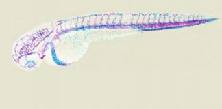 Study: Like a zipper — how cells form new blood vessels — (Details)