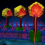 Study: Mechanical properties of viral DNA determine the course of infection — (Details)