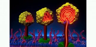 Study: Mechanical properties of viral DNA determine the course of infection — (Details)