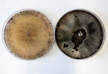 Research: Sexual development in fungi —