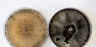 Research: Sexual development in fungi —