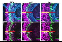 Research: Mechanism of biological noise cancellation revealed —