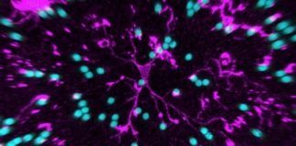 Study: The brain’s tiny thrill-seekers — (Details)