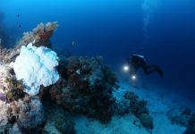 Research: Coral bleaching on Great Barrier Reef not limited to shallow depths —