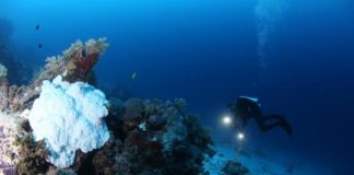 Research: Coral bleaching on Great Barrier Reef not limited to shallow depths —