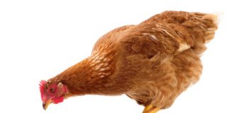 Tech: Quantum weirdness in ‘chicken or egg’ paradox — (Report)