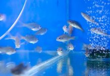 Research: A breakthrough for Australia’s fish —