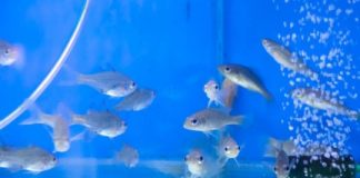 Research: A breakthrough for Australia’s fish —