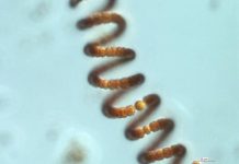 Research: reduced nitrogen has greater potential than originally thought —