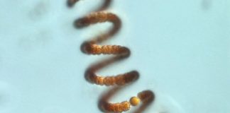 Research: reduced nitrogen has greater potential than originally thought —