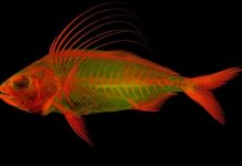 Research: State-of-the-art imaging techniques reveal heightened detail and beauty of vertebrate life —