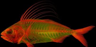 Research: State-of-the-art imaging techniques reveal heightened detail and beauty of vertebrate life —