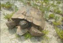 Research: Raising gopher tortoises in captivity may boost wild populations —