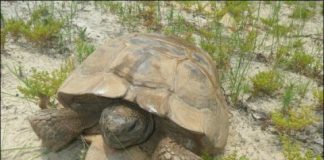 Research: Raising gopher tortoises in captivity may boost wild populations —