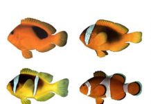 Research: Whence the white stripes? —