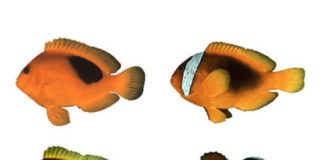 Research: Whence the white stripes? —