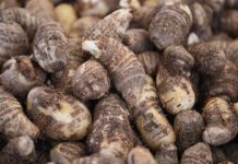 Research: Coastal strip in Brazil sheds new light on early farming —