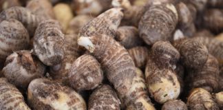 Research: Coastal strip in Brazil sheds new light on early farming —