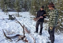 Research: How wolf predation shapes elk antler evolution —