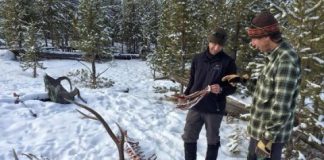 Research: How wolf predation shapes elk antler evolution —