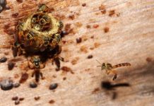 Research: Bees coordinate strategy for defending colony —