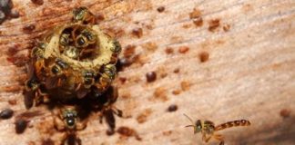 Research: Bees coordinate strategy for defending colony —