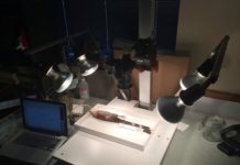 Research: ‘Live fast, die young’ lifestyle reflected in birds’ feathers —