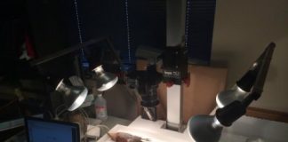 Research: ‘Live fast, die young’ lifestyle reflected in birds’ feathers —