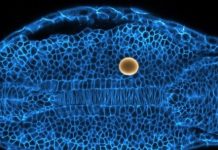 Research: How tissues and organs are sculpted during embryogenesis —