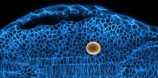 Research: How tissues and organs are sculpted during embryogenesis —