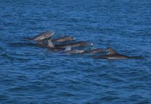 Research: Endocrine disruptors found in bottlenose dolphins —