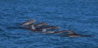 Research: Endocrine disruptors found in bottlenose dolphins —