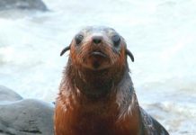 Research: Long-term monitoring program effective in tracking seal populations over time —