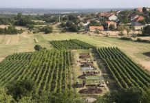 Research: Evidence of 7,200-year-old cheese-making found on the Dalmatian Coast —