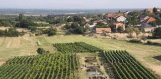 Research: Evidence of 7,200-year-old cheese-making found on the Dalmatian Coast —