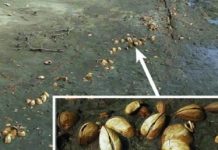 Research: Shining light on ancient global warming —