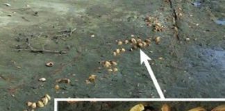 Research: Shining light on ancient global warming —