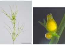 Research: Implications for emergence of land plants in Paleozoic era —
