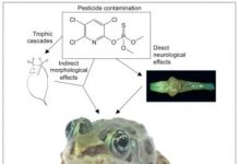 Research: Common pesticide inhibits brain development in frogs —