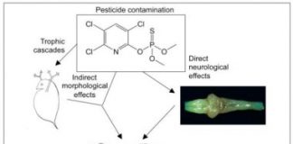 Research: Common pesticide inhibits brain development in frogs —