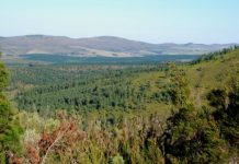 Research: Invasive pines fueled 2017 fires in Knysna, South Africa —