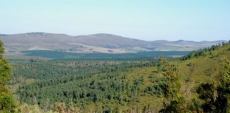 Research: Invasive pines fueled 2017 fires in Knysna, South Africa —